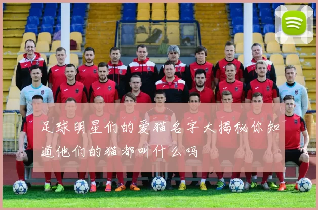 足球明星们的爱猫名字大揭秘你知道他们的猫都叫什么吗